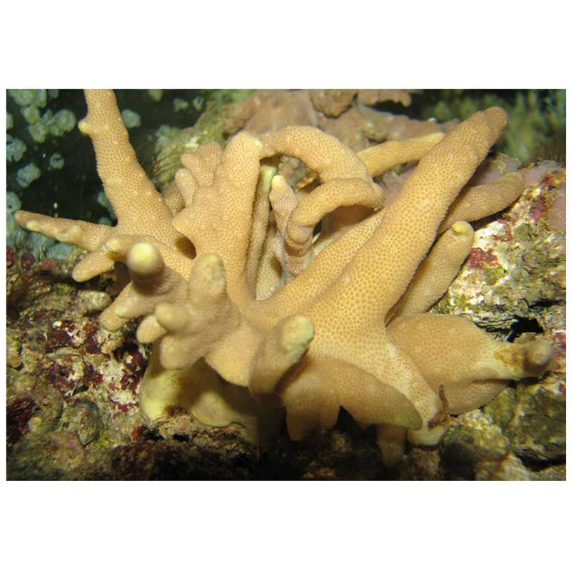 Corali Lobophytum sp. - imagine 4